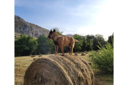 'Hierba'. De Raquel González Castañón. En Prado del Espino (Valverde de Curueño)