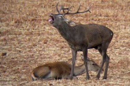 La berrea marcael ciclo biológico del apareamiento de los ciervos.
