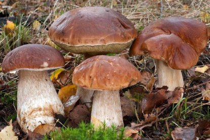 Los Boletus edulis son uno de los hongos más apreciados en la cocina. DL