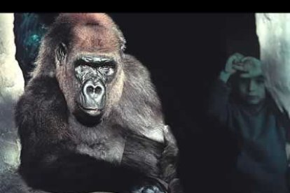 Ésta es la foto ganadora del <i>Wildlife Photographer of the year 2004</i>. En ella se muestra a un gorila del Metrozoo de Miami y el reflejo de un niño que lo observa tras un cristal, pero que visto así parece que está detrás del gorila.