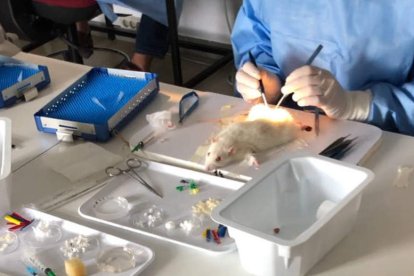 Los cursillistas practican en el laboratorio. DL