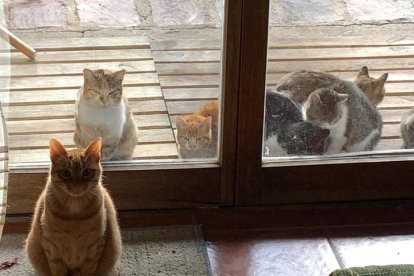 Juanito, dentro de casa, y los gatos ferales que acuden al jardín a comer y son atendidos por uno de los colaboradores de El Bosque de Sury. CES GATAS