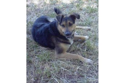 Sury, el primer perro rescatado de la calle por Dany Muñoz y que dio nombre al proyecto de ayuda a los animales y protección de la naturaleza. D.M.