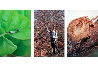 En la imagen de la izquierda, una hembra (derecha) y un macho (izquierda) de Torymus sinensis sobre una hoja de castaño. En el centro, recogida de agallas en las zonas de reproducción de El Bierzo. A la derecha, larva de Torymus sinensis en el interior de una agalla.