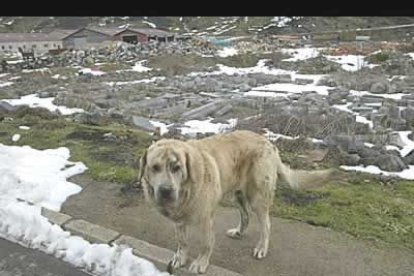 Un perro pasea entre los restos conservados del palacio de los Allende, en Burón. Existe un proyecto de la Junta de Castilla y León para recuperar el monumental edificio y convertirlo en un parador