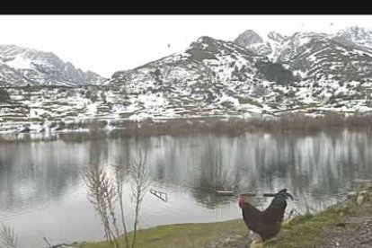 Una gallina pasea por la orilla del embalse
