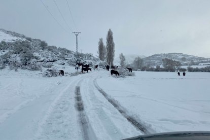 Valverde de la Sierra. CAMPOS