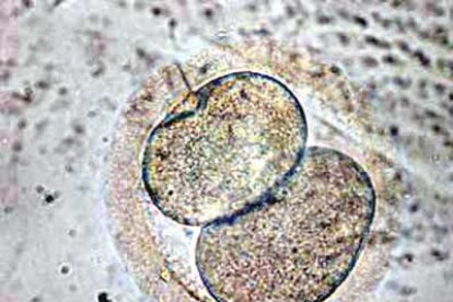 Los experimentos de clonación humana realizados por investigadores surcoreanos demuestran la importancia del papel de la activación de los genes.