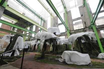 Los helechos del Carbonífero de la sala del Fuego Verde están estos días protegidos del frío. L. DE LA MATA