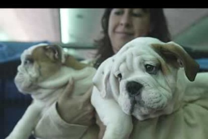 También se dieron cita en León los mejores ejemplares de la raza bulldog traídos de todos los puntos de Europa para celebrar la décima exposición canina de España, dedicada a esta raza.