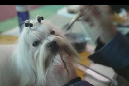 Algunos animales tienen que soportar horas y horas de peluquería, para ofrecer su mejor imágen en la pasarela.