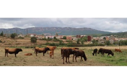 Mantequeras leonesas en el Censyra de Boñar. L. F. DE LA FUENTE