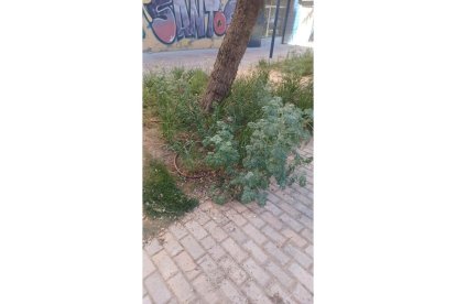 Diferentes puntos de las actuaciones realizadas en la avenida de Nocedo por las que los vecinos han protestado. DL