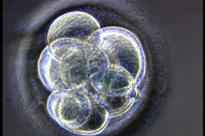 En un artículo publicado en la revista Science , los científicos de la Universidad Nacional de Seúl agregaron que las líneas celulares permitirán el estudio en los laboratorios de enfermedades que afectan al ser humano.
