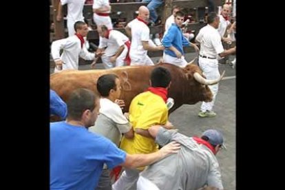 Ninguno de los corredores sufrió cornadas durante el mejor y más rápido encierro . La imágen pertenece a dos morlacos que encabezaron al resto de la manada.