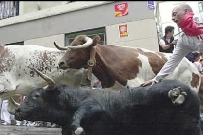 Durante los encierros, no sólo los mozos que corren en los encierros sufren caídas, las reses van al suelo en muchas ocasiones como se ve en la imágen.