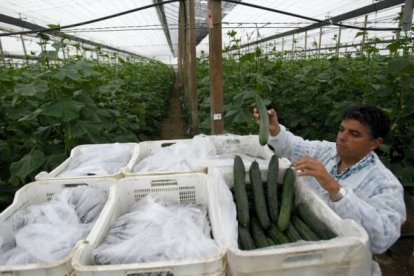 Un brote de la bacteria E.coli provocó una crisis sanitaria europea causando graves pérdidas económicas al sector hortofrutícola. Foto: RICARD CUGAT