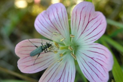 Del Geranium dolomiticum solo existen dos poblaciones que ocupan 6,5 hectáreas en Los Doce Apóstoles y las Peñas de Ferradillo. TACOBI