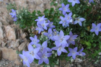 La Campanula adsurgens vive en las fisuras y repisas de roquedos calcáreos de los montes del Bierzo y el oeste de la Cordillera Cantábrica. TACOBI