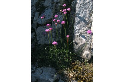 La Armenia rothmaleri está confinada en una estrecha franja de unos 20 kilómetros de largo, presente en los Montes Aquilianos y la vecina Orense. TACOBI