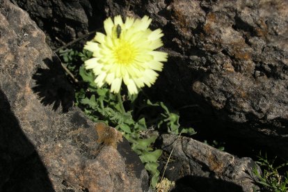 La Leontodon farinosus vive Los Doce Apóstoles y Ferradillo, así como en Courel y estribaciones occidentales de la Cordillera Cantábrica. TACOBI