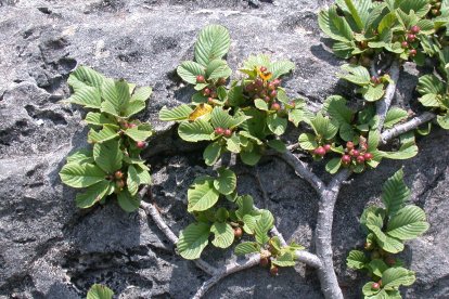 La Rhamnus legionensis es endémica de Los Dos Apóstoles y de afloramientos calizos contiguos en la provincia de orense y muy puntualmente en Lugo. TACOBI