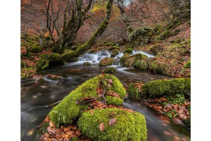 Detalle del hayedo de Argovejo. UNIVERSIDAD DE LEÓN