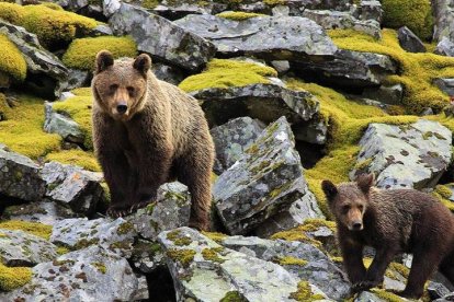 Imagen de una osa y un osezno en Laciana. UNIVERSIDAD DE LEÓN