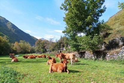 Los pastos de la montaña leonesa son inmejorables para el vacuno. UNIVERSIDAD DE LEÓN