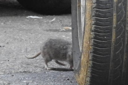 Rata fotografiada por los vecinos de San Mamés. DL