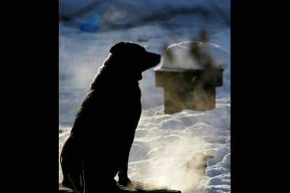 A pesar de que el hielo y la niebla cubre gran parte del país, los animales se arriesgan y ponen a prueba su capacidad de resistencia.