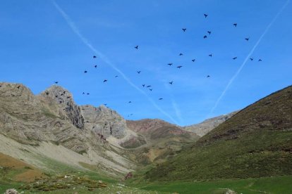 Chovas piquirroja, auténticas acróbatas de la montaña, sobrevuelan la majada de Fonfría, un praderío verde de alta montaña de increíble belleza que hace 16.000 años era un glaciar. Su circo se aprecia claramente hoy en día, coronado por crestas de 2.000 metros. RODRIGO CASTAÑO