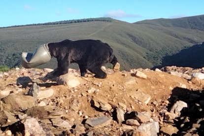 oso1