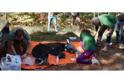 Personal de la Junta salvó al oso. JCYL