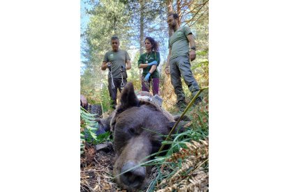 Personal de la Junta salvó al oso. JCYL