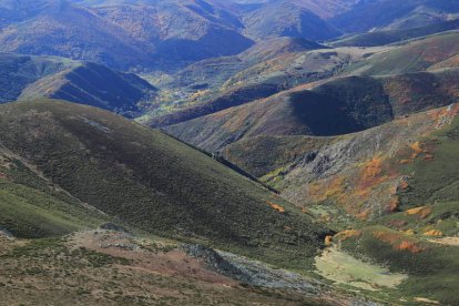 Omaña cuenta con grandes bosques de robledal, hayedos, abedulares, sabinares y acebedas en los que habitan especies en peligro de extinción como el urogallo cantábrico o el oso pardo, grandes depredadores como el lobo o el águila real, y otros animales como el corzo en zonas boscosas o el rebeco en las zonas más altas. Este mundo mágico está rodeado de montañas que constituyen el punto de contacto entre la Cordillera Cantábrica y los Montes de León.  JESÚS F. SALVADORES / MARCIANO PÉREZ