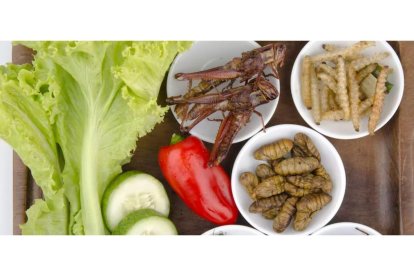 Los peligros de comer insectos son especialmente de carácter de especie y en ocasiones de grupo. ULE