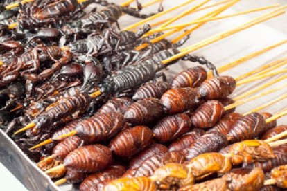 'The Conversation' apunta a que la producción de insectos es “más favorable para el medioambiente que las producciones ganaderas tradicionales”. ULE