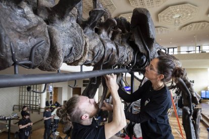 Con más de once metros de largo y casi cuatro y medio de alto, Trinity, el primer esqueleto de tiranosaurio que se subastará en Europa. MICHAEL BUHOLZER
