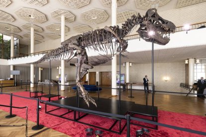 Con más de once metros de largo y casi cuatro y medio de alto, Trinity, el primer esqueleto de tiranosaurio que se subastará en Europa. MICHAEL BUHOLZER