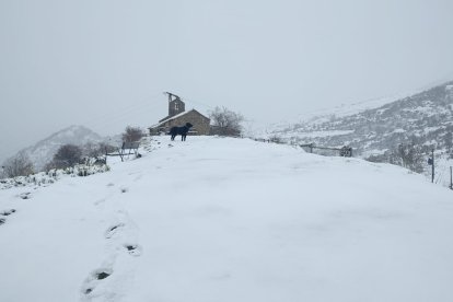 León, cubierto por la nieve. DL
