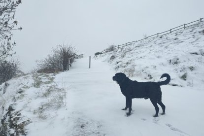 León, cubierto por la nieve. DL