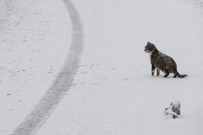 Un gato sobre la carretera de un calle de Roncesvalles. JESÚS DIGES