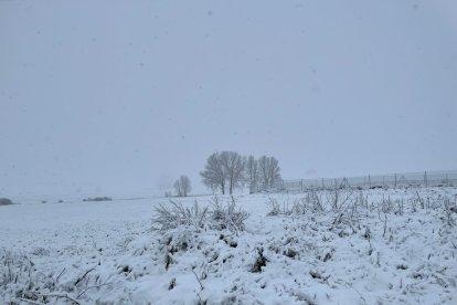 Los Oteros, en el sur de León, han amanecido nevados. DL
