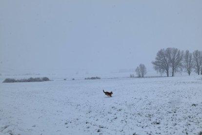 Los Oteros, en el sur de León, nevados. DL