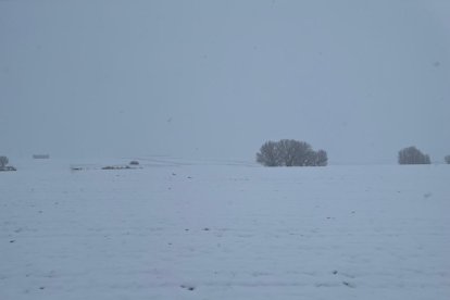 Los Oteros, en el sur de León, nevados. DL
