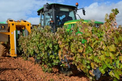 Una bodega de Valdevimbre vendimiaba el pasado fin de semana en una viña de Villalobar. MEDINA