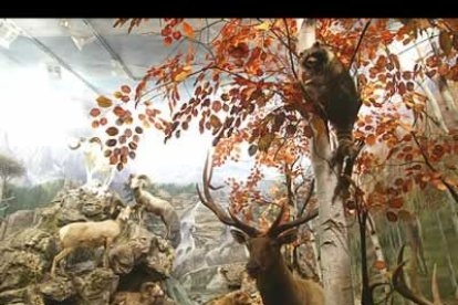 Cada una de las salas está ambientada en función del hábitat al que pertenecen las distintas especies que allí se muestran.