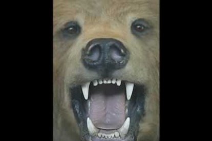Primer plano de un oso en el que se puede apreciar a la perfección su fisonomía.