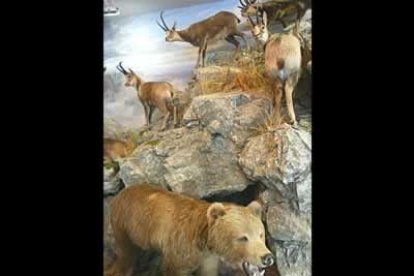 Lo que ha tratado de conseguir, según el doctor Romero, es la sensación de movimiento de los animales.